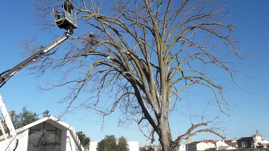 Única árvore classificada dentro da cidade de Almeirim foi abatida Única árvore classificada dentro da cidade de Almeirim foi abatida