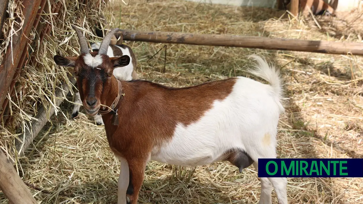 Crianças e idosos visitaram o Samora Rural