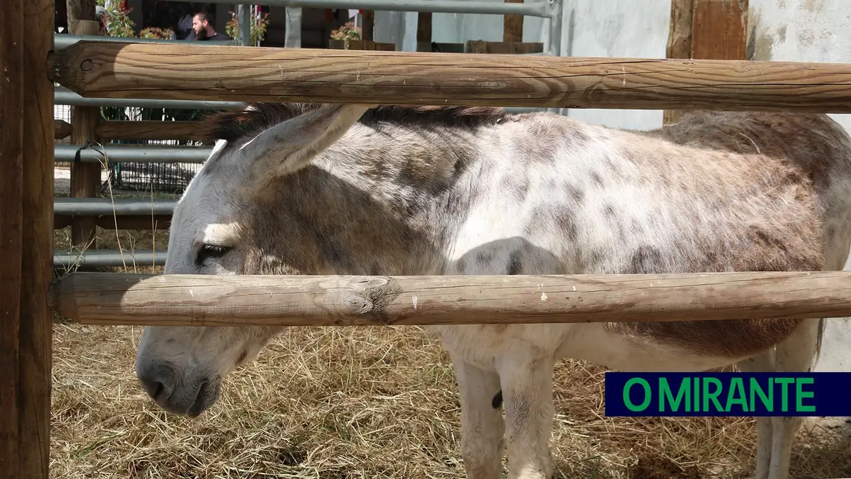 Crianças e idosos visitaram o Samora Rural
