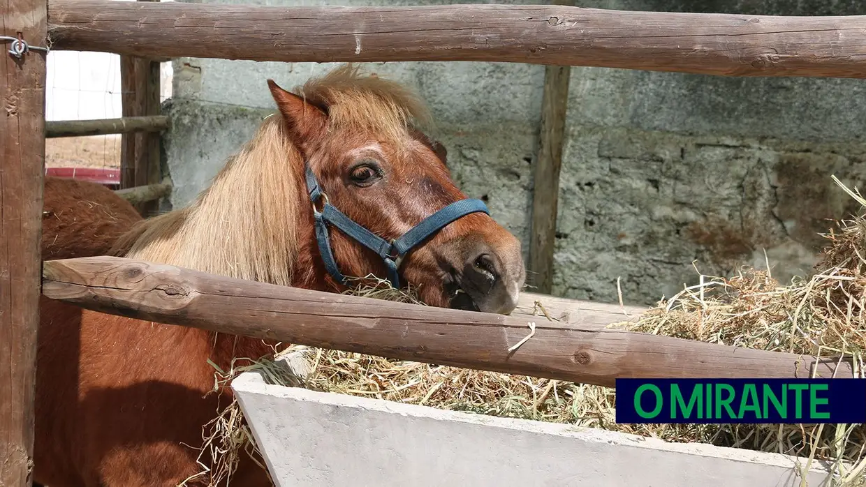 Crianças e idosos visitaram o Samora Rural