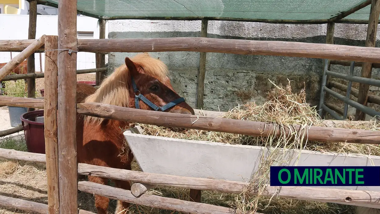 Crianças e idosos visitaram o Samora Rural