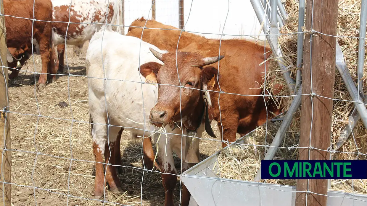 Crianças e idosos visitaram o Samora Rural