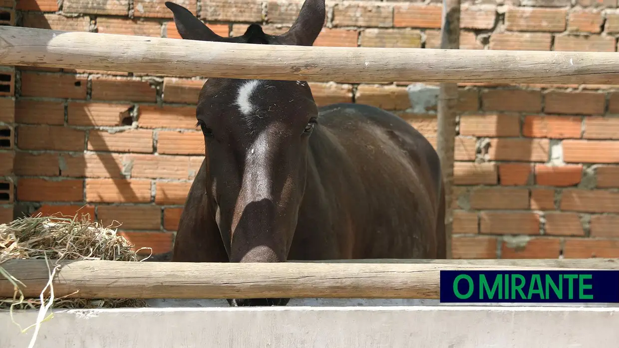 Crianças e idosos visitaram o Samora Rural