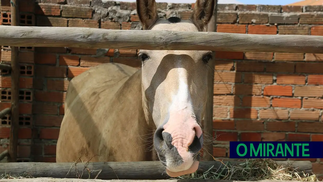 Crianças e idosos visitaram o Samora Rural