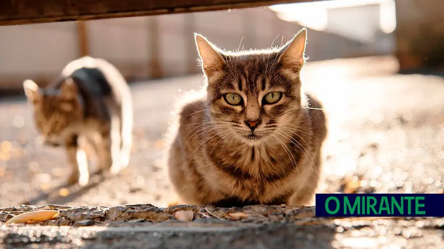 Benavente vai esterilizar gatos vadios para controlar a sua proliferação