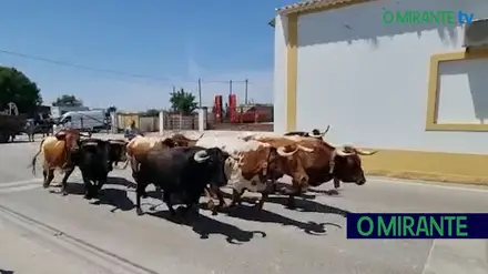 Entrada de toiros na chamusca demorou 4 minutos e decorreu sem incidentes