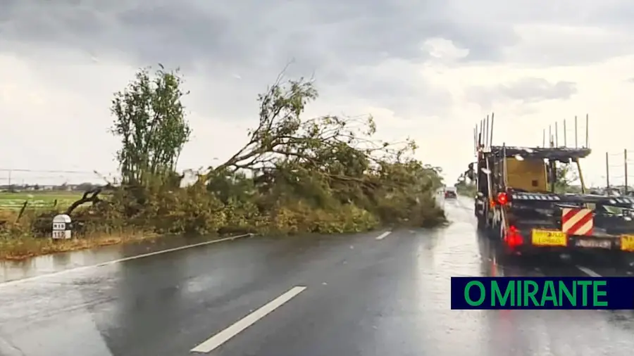 Árvore cai em cima de carro na Recta do Cabo em Vila Franca de Xira