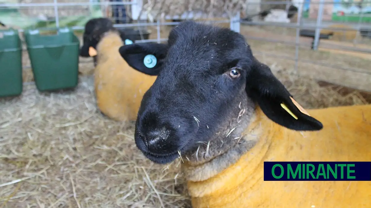 Feira Nacional de Agricultura inaugurada pelo Presidente e sem governantes