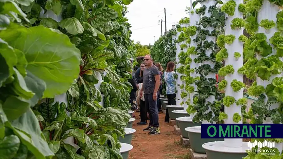 Reclusos de Torres Novas cuidam de horta e ajudam a alimentar famílias carenciadas