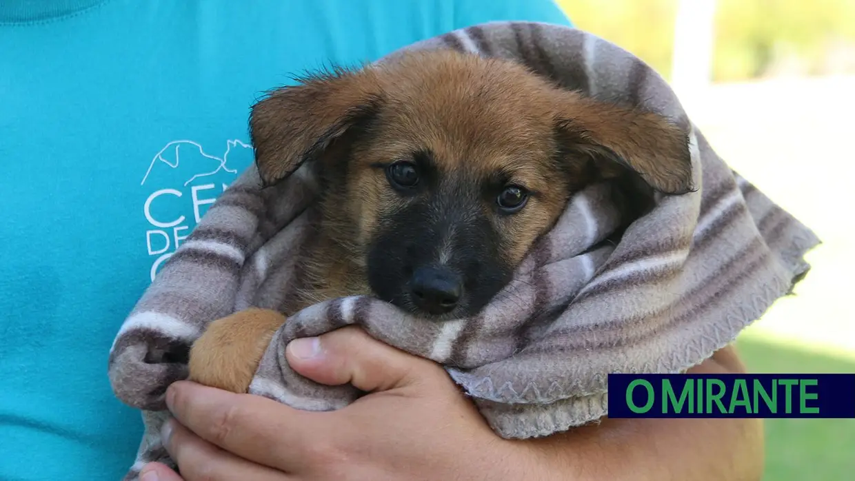 Cães alegram dia dos utentes da ARIPSI