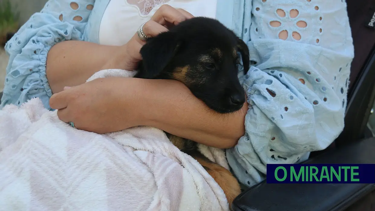 Cães alegram dia dos utentes da ARIPSI