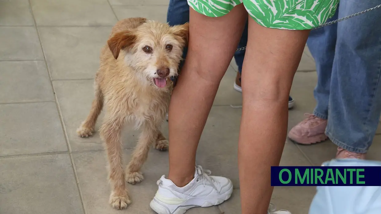 Cães alegram dia dos utentes da ARIPSI