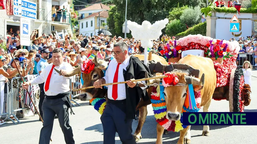 Cortejo da Festa dos Tabuleiros contou com várias juntas de bois