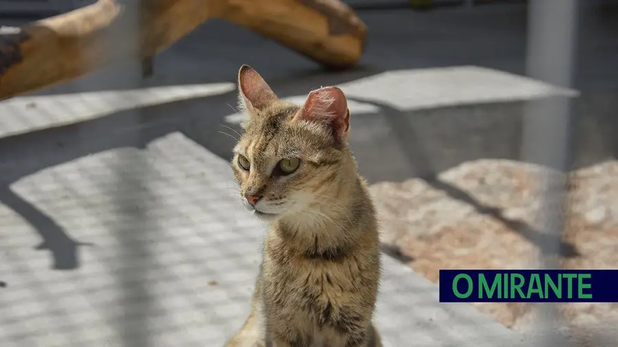 Aqui há gato... Aqui há gato...
