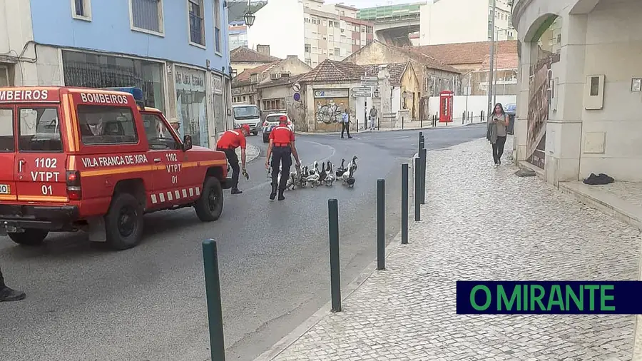 Patos de todo o mundo uni-vos!