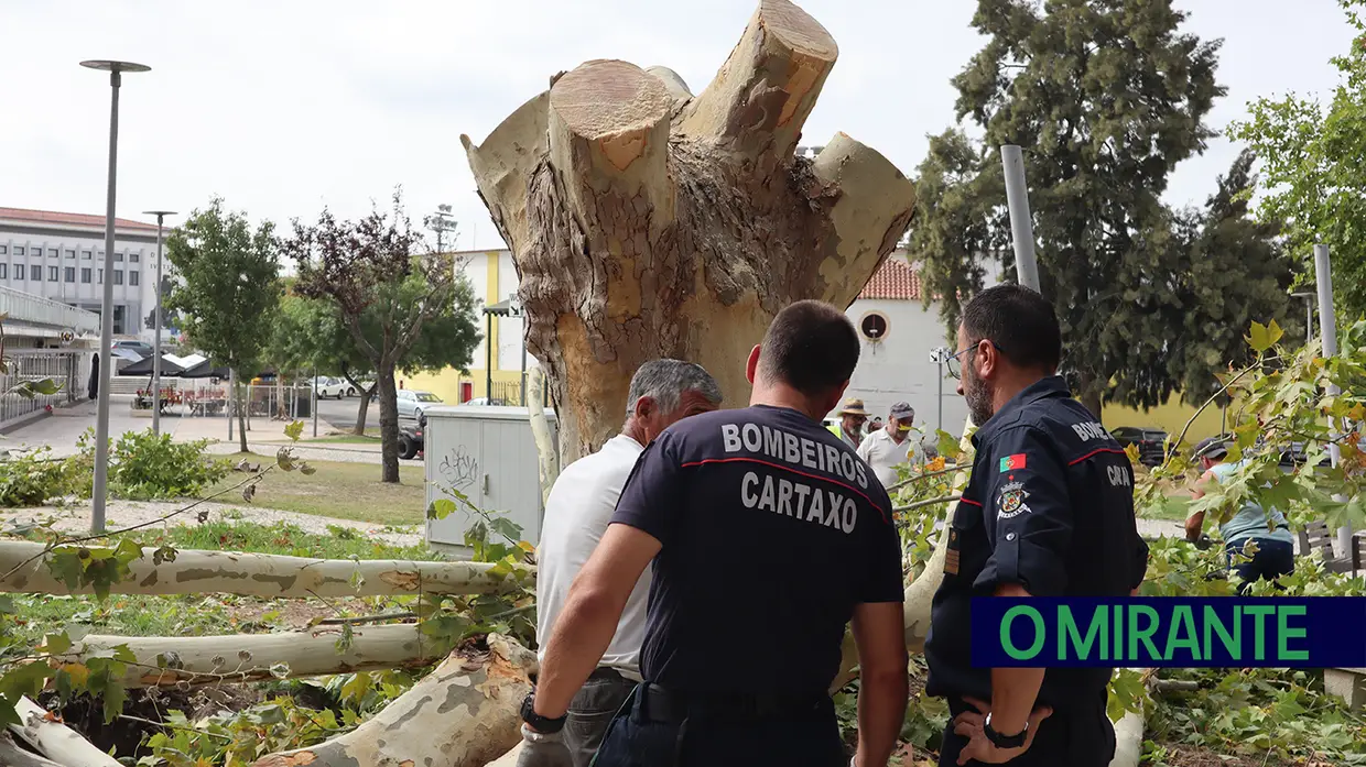 Rebentamento de conduta no Cartaxo obriga ao abate de árvore
