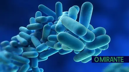 Bactéria legionella detectada no Estádio Municipal de Abrantes