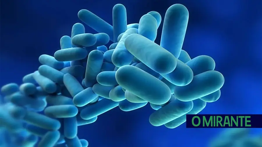 Bactéria legionella detectada no Estádio Municipal de Abrantes Bactéria legionella detectada no Estádio Municipal de Abrantes