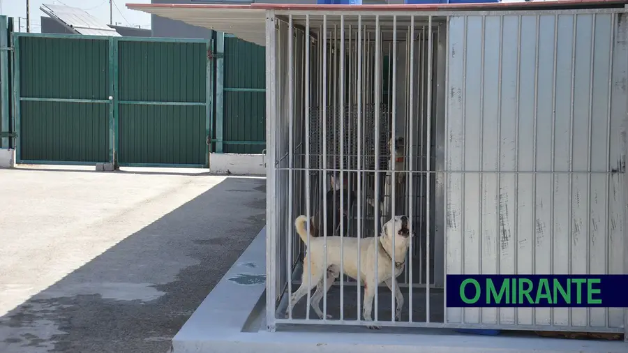 Vila Franca de Xira assinala Dia Internacional do Animal com tarde aberta no Centro de Recolha Vila Franca de Xira assinala Dia Internacional do Animal com tarde aberta no Centro de Recolha