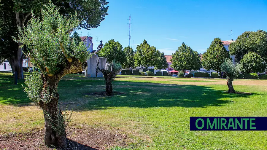 Plantação de oliveiras por motivos religiosos gera discórdia em Torres Novas Plantação de oliveiras por motivos religiosos gera discórdia em Torres Novas