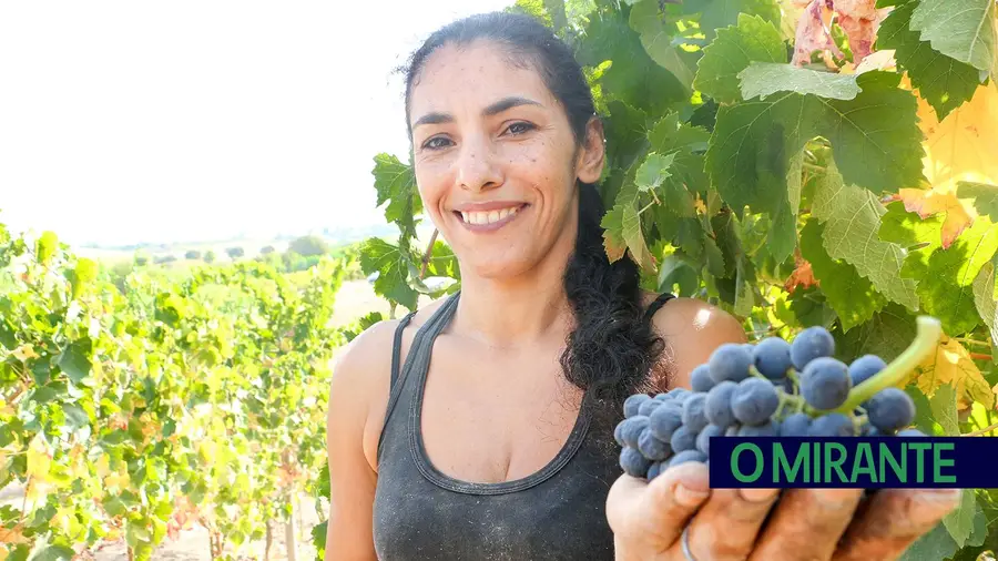 Região do Tejo em nono lugar no valor das exportações de vinho Região do Tejo em nono lugar no valor das exportações de vinho