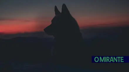 lobo
