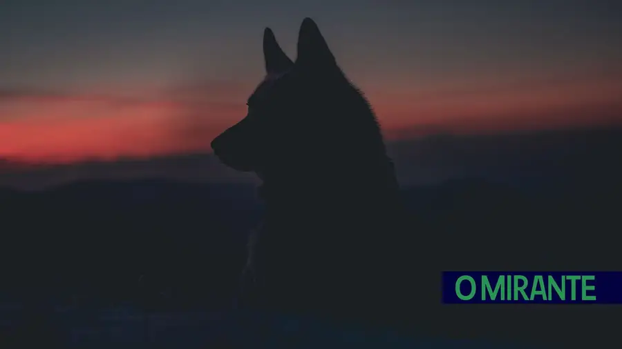 lobo lobo
