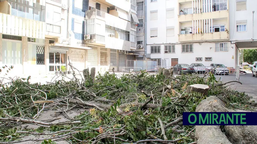 Árvores exóticas em Santarém serão abatidas sempre que detectadas Árvores exóticas em Santarém serão abatidas sempre que detectadas