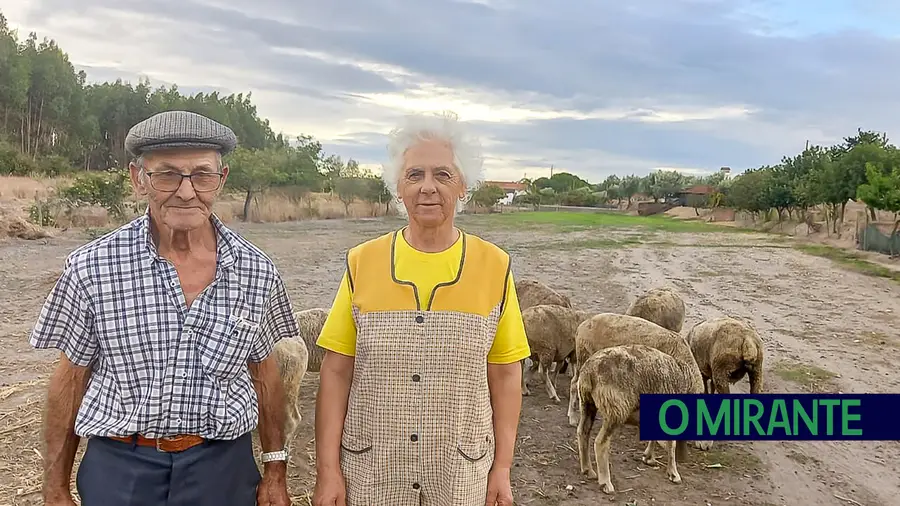 Um pastor da Parreira que divide o seu tempo entre as ovelhas e a agricultura