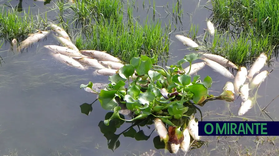 Câmara de Alcanena recusa responsabilidades na morte de peixes no Alviela Câmara de Alcanena recusa responsabilidades na morte de peixes no Alviela