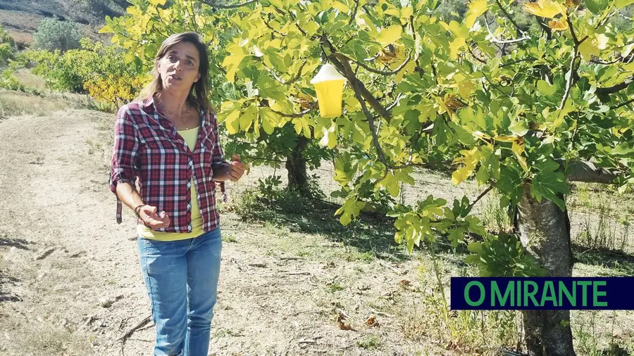 Michele Rosa é a mais entusiasta produtora de figo preto de Torres Novas Michele Rosa é a mais entusiasta produtora de figo preto de Torres Novas