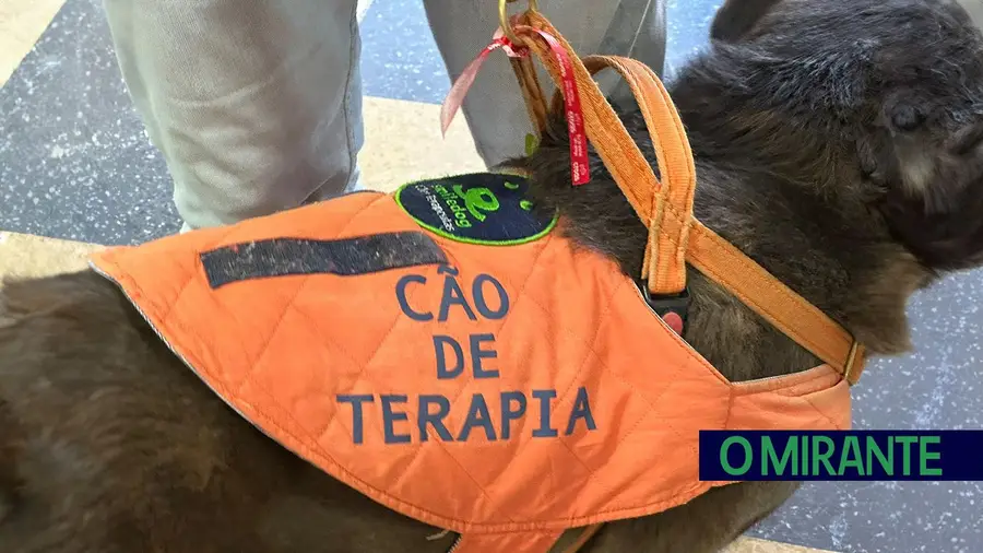 Dia do Animal celebrou-se em Santarém com doações de alimentos Dia do Animal celebrou-se em Santarém com doações de alimentos