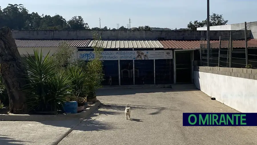 ASPA recebe apoio para obras no seu canil e gatil em Santarém ASPA recebe apoio para obras no seu canil e gatil em Santarém