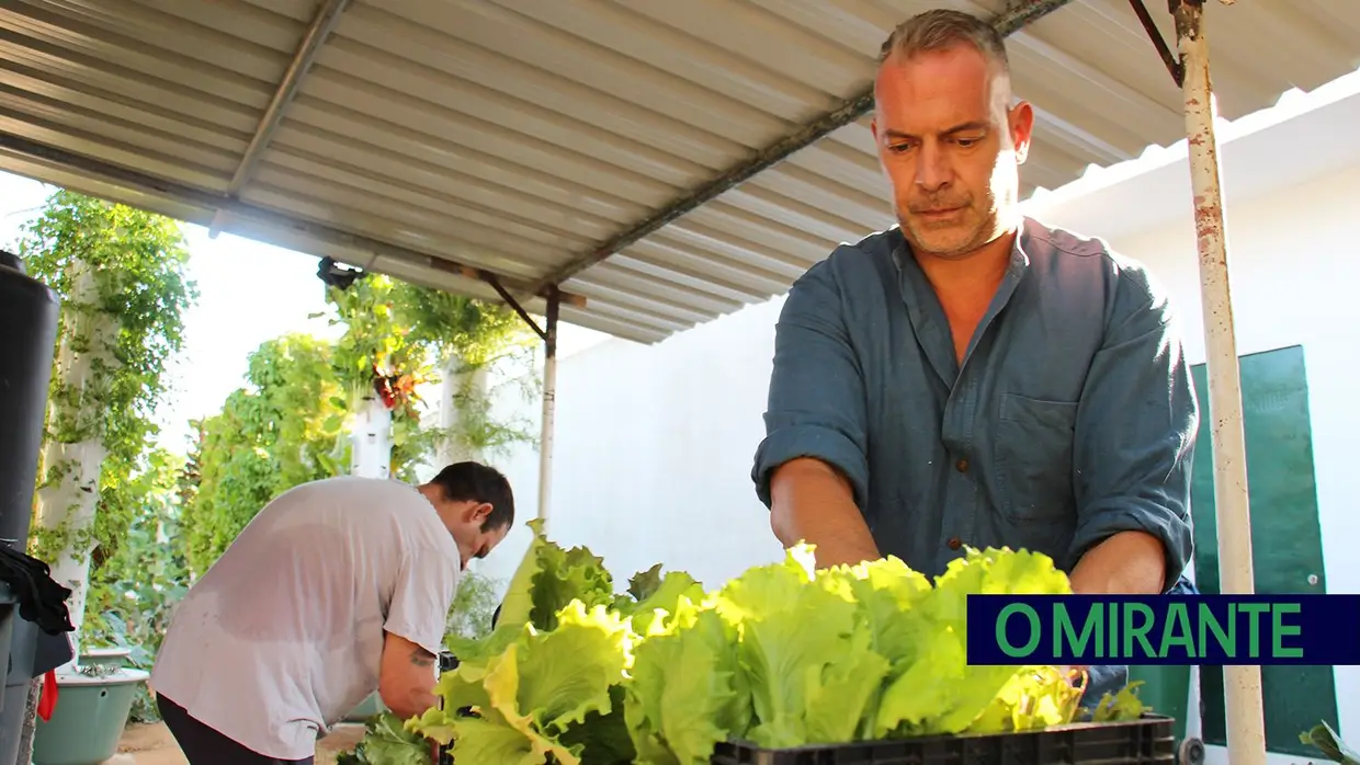 Horta cultivada por reclusos ajuda a alimentar 150 famílias