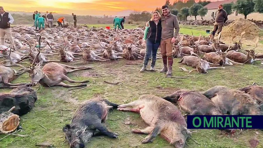 Animais que restam na Herdade da Torre Bela podem ficar sem alimentação a curto prazo