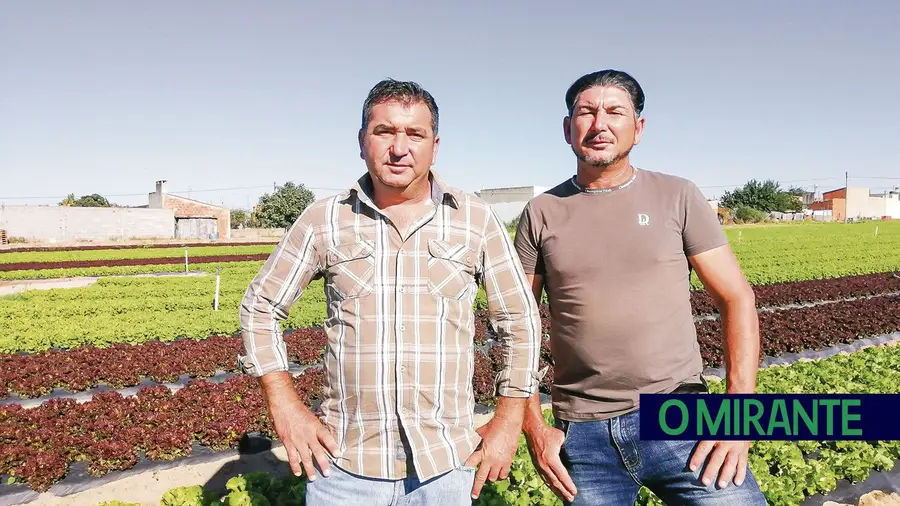 Maior parte dos frescos da Agro Valter e Paulo Ldª é vendida nos supermercados Maior parte dos frescos da Agro Valter e Paulo Ldª é vendida nos supermercados