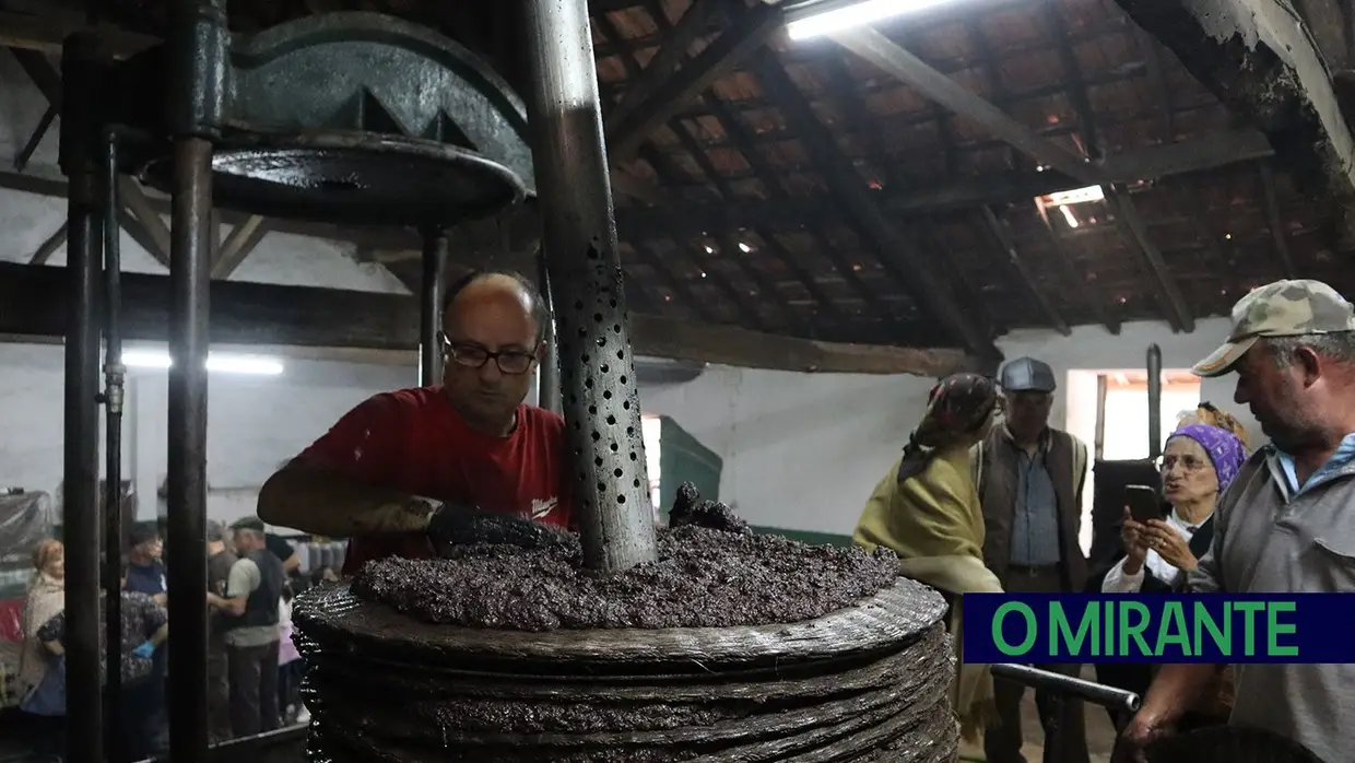 Regresso ao passado na Serra de Santo António para apanha da azeitona