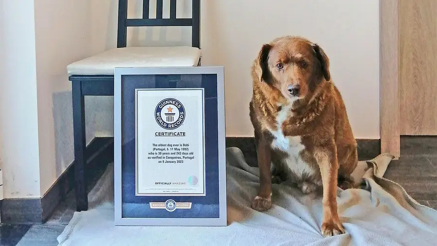 Morreu Bobi, o cão mais velho do mundo Morreu Bobi, o cão mais velho do mundo