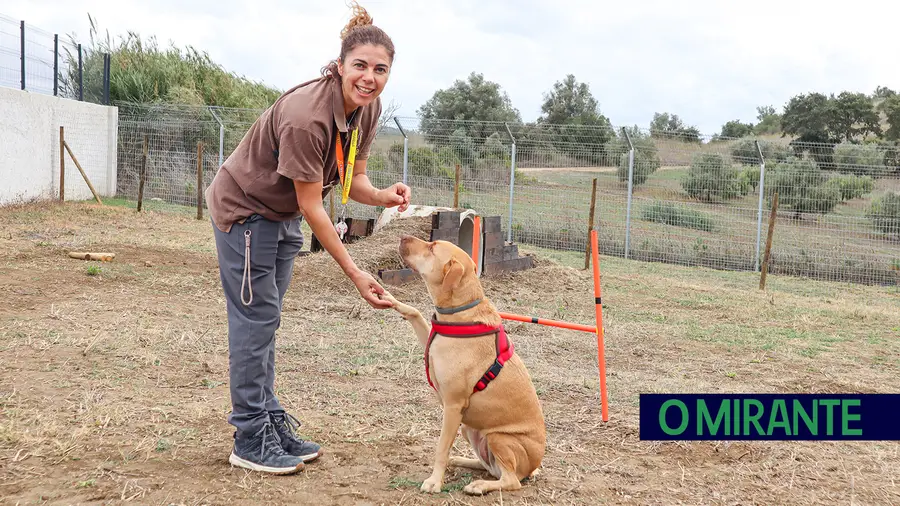 “A Trela Amarela” cria campo de treino para cães e donos fortalecerem a sua relação