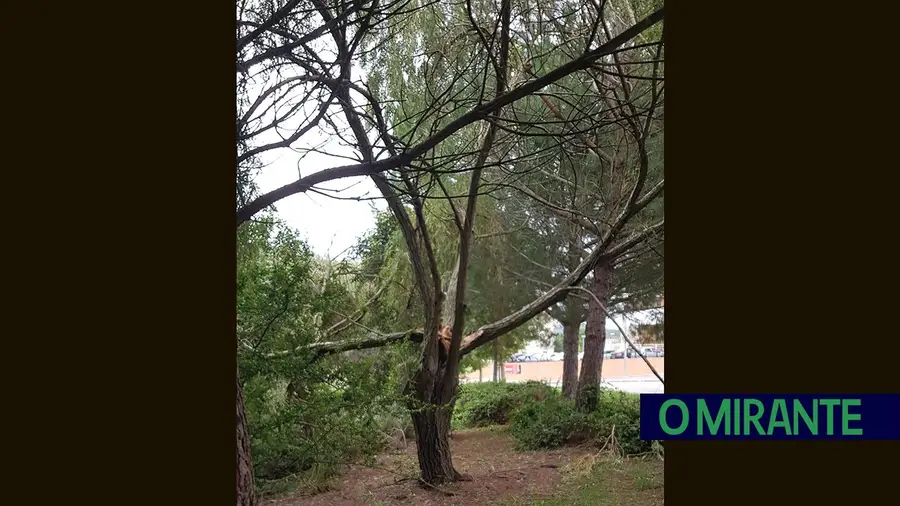 Árvores em risco de queda abatidas em Santarém Árvores em risco de queda abatidas em Santarém