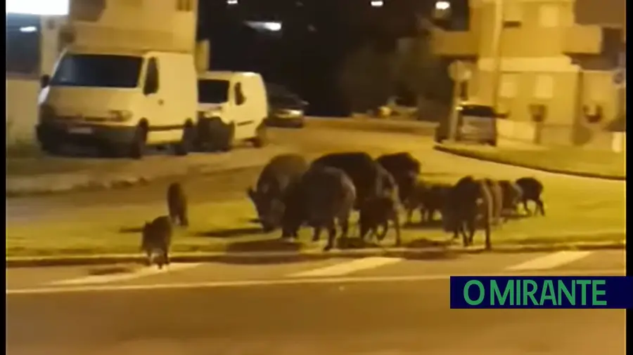 Estão em marcha acções para travar sobrepopulação de javalis em Abrantes Estão em marcha acções para travar sobrepopulação de javalis em Abrantes