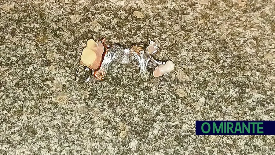 Procura-se dono de quatro dentes abandonados Procura-se dono de quatro dentes abandonados