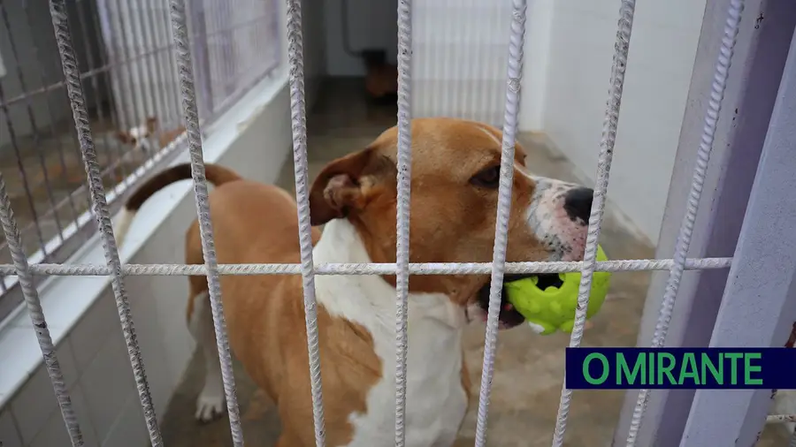 Mais de uma dezena de animais adoptados em Tomar Mais de uma dezena de animais adoptados em Tomar