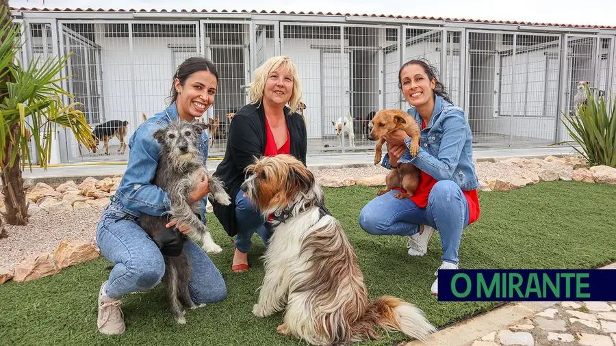 Campanhas de adopção de animais em Tomar têm sido um sucesso Campanhas de adopção de animais em Tomar têm sido um sucesso