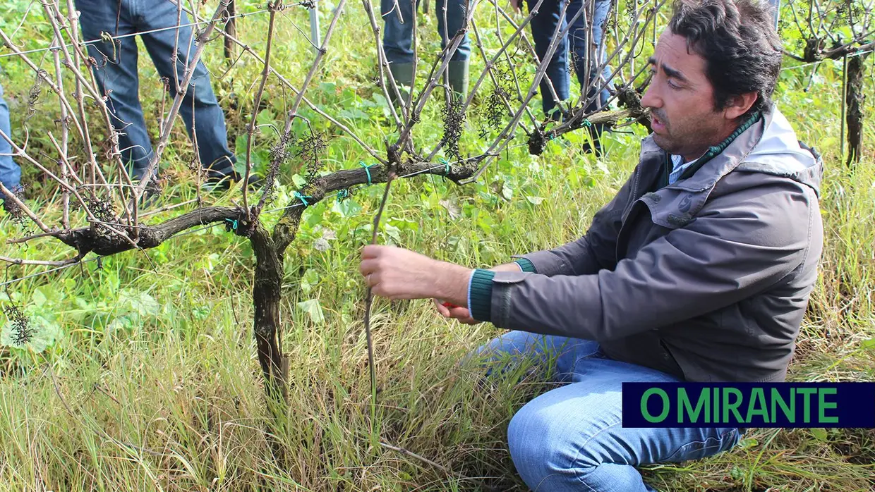 Aprender a podar durante uma manhã em Almeirim