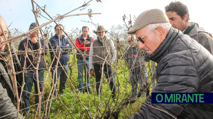 Em Almeirim aprendeu-se que a arte de podar também é uma ciência