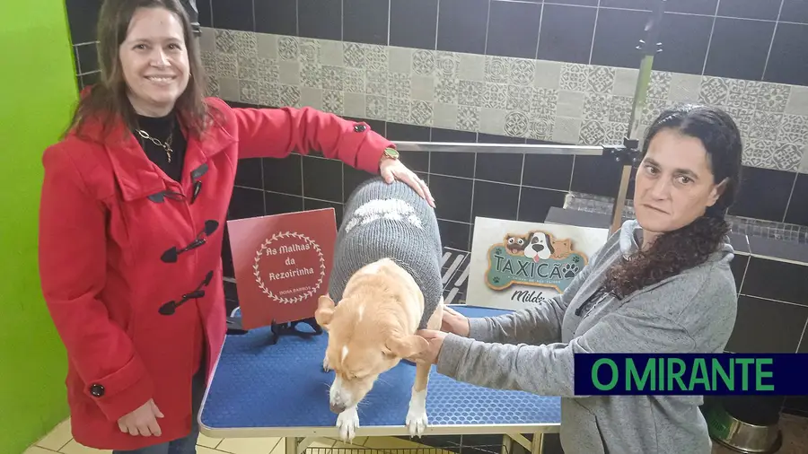 Táxicão Mildog e As Malhas da Rezoirinha produzem camisolas para patudos Táxicão Mildog e As Malhas da Rezoirinha produzem camisolas para patudos