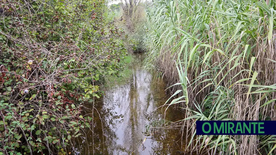 A poluição nas ribeiras da Boa Água e de Adofreire que deu muito que falar