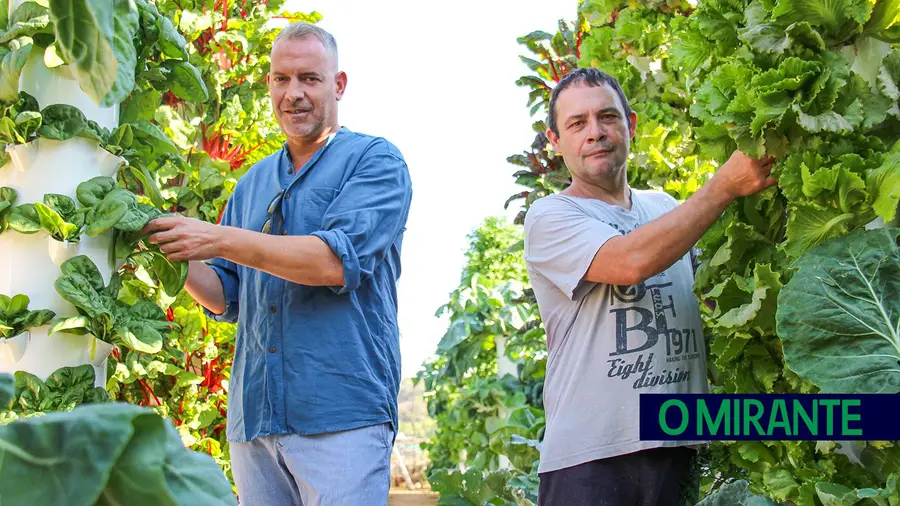 Horta cultivada por reclusos continua a ajudar famílias com o apoio do município de Torres Novas