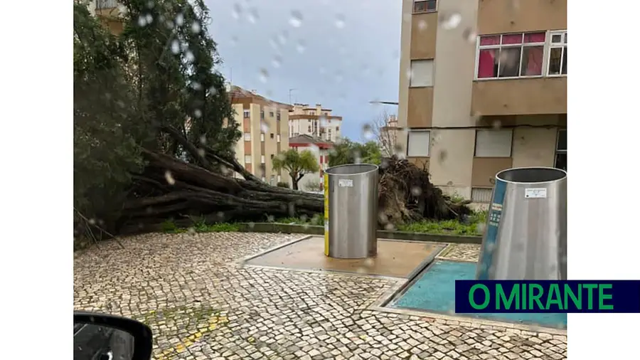 Queda de árvore na Póvoa de Sta. Iria surpreendeu moradores